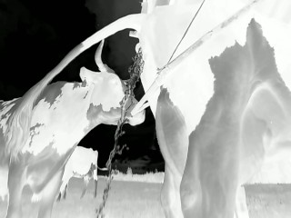 Cow Peeing Infrared Thermal Imaging Amazing