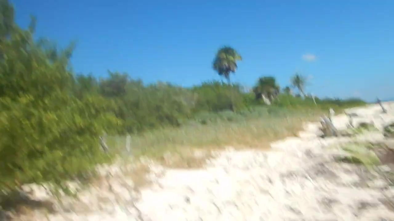 Great tits on Mexico beach. Hidden cam.