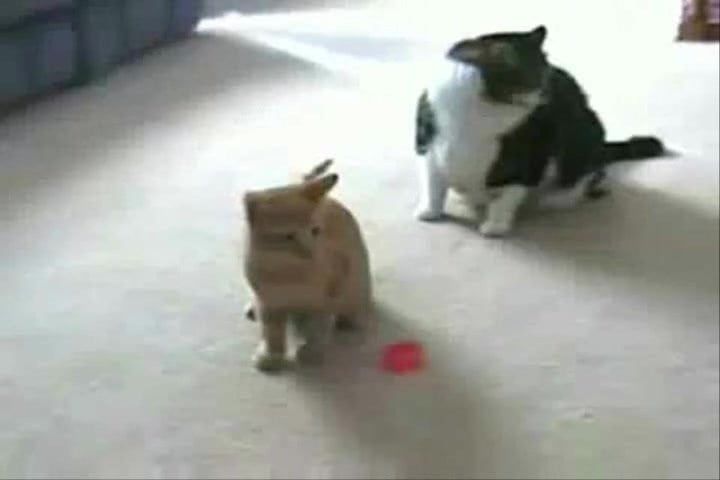 Cat Vs Laser Pointer!