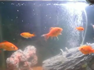 my baby turtles swimming in fish tank with goldfish